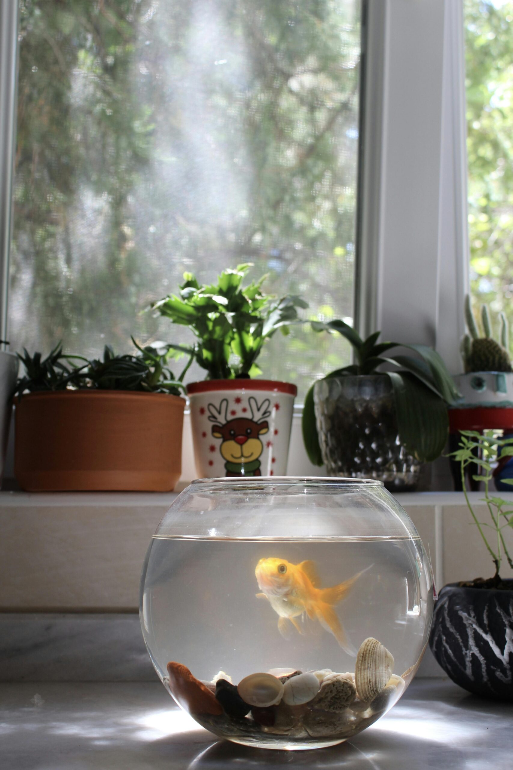 L’Installation d’Aquarium à la Maison