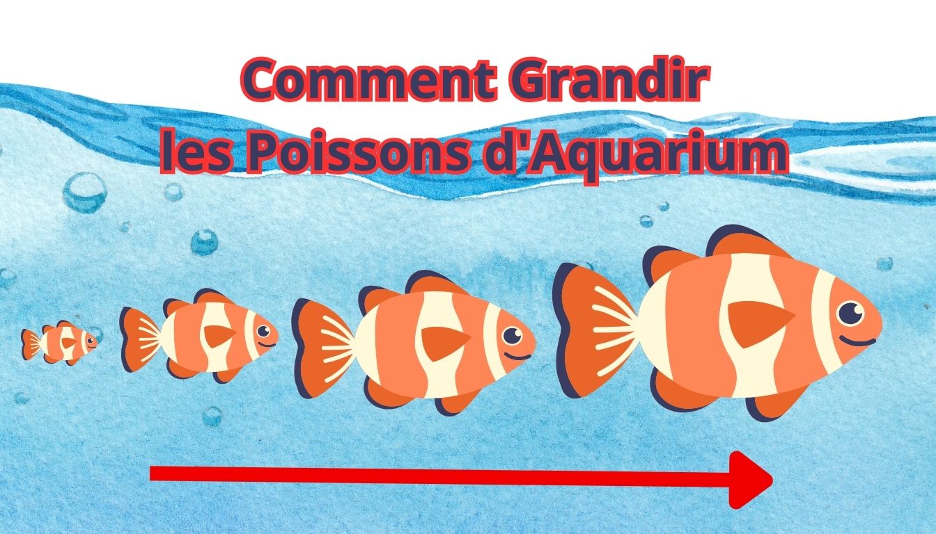 Comment Grandir les Poissons d'Aquarium