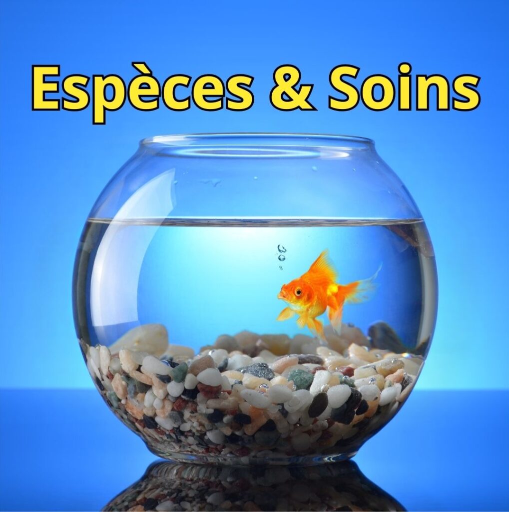 espèces et soins des poissons d'aquarium