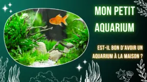 Mon Petit Aquarium