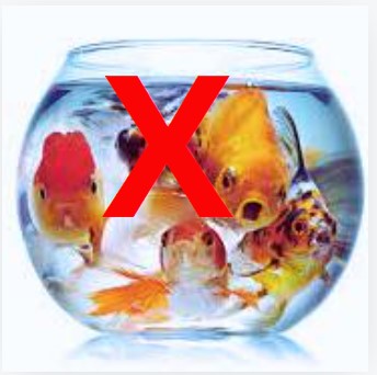 Combien de poissons pour votre aquarium ?